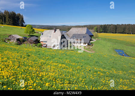 Oberfallengrundhof, im Frühjahr, Gütenbach, Schwarzwald, Baden-Württemberg, Deutschland Stockfoto