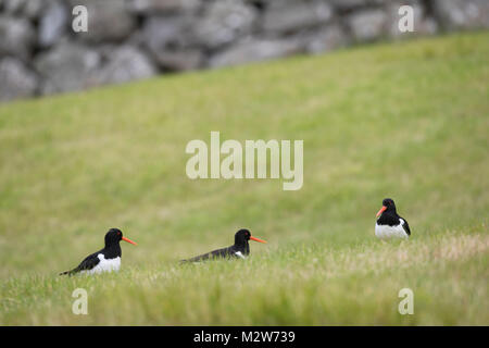 Austernfischer Haematopus ostralegus, Familie Stockfoto