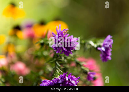 Farbige Astern in Cottage Garden Stockfoto