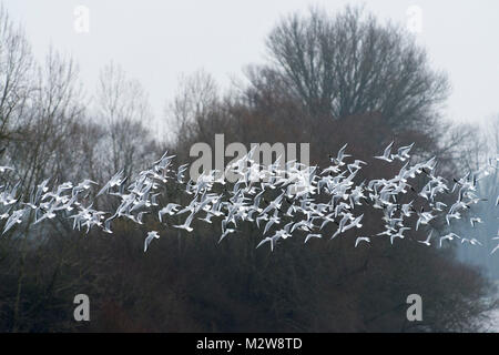 Deutschland, großer Traum schwarz - vorangegangen Möwen (Larus ridibundus) im Flug. Stockfoto