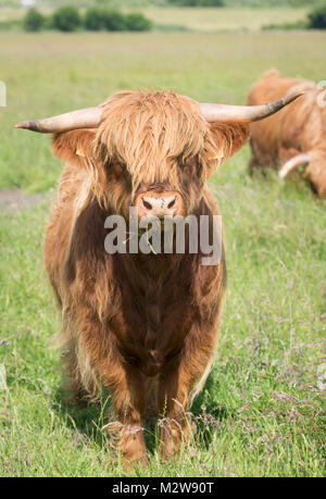 Deutschland, Niedersachsen, Ostfriesland, Langeoog, Hochlandrinder, Highland Cattle ist eine Rasse der inländische Rinder Stockfoto