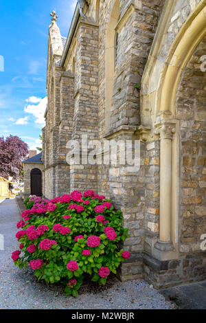Große rote Hortensien stand auf der Seite der Kirche Eingang Stockfoto