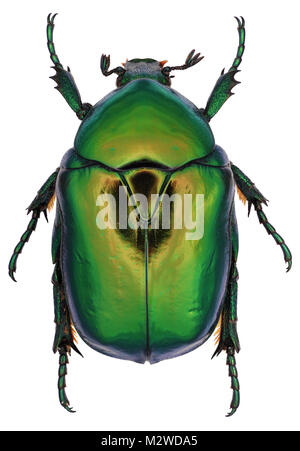 Käfer Protaetia aeruginosa von Familie Scarabaeidae. Auf einem weißen Hintergrund isoliert Stockfoto