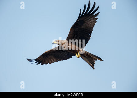 Einen schwarzen Drachen hochfliegende Stockfoto