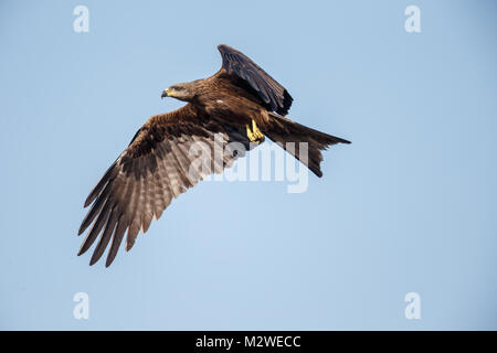 Einen schwarzen Drachen hochfliegende Stockfoto