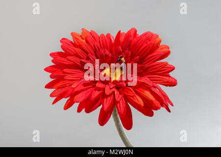Miniatur Gärtner blumen Gießen mit einer Gießkanne in der Mitte von einem hellen roten Gerbera daisy In der Nähe zu sehen, auf der Blume und Abbildung über ein Stockfoto