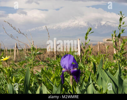 Blue Iris, wahrscheinlich Iris reticulate in einem Feld auf dem Ararat in Armenien durch das Kloster Khor Virap, Berg Ararat als Hintergrund Stockfoto