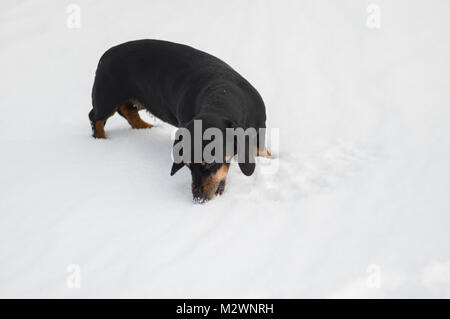 Dackel Hund das Essen von frischem Schnee, beim Spielen im Freien Stockfoto