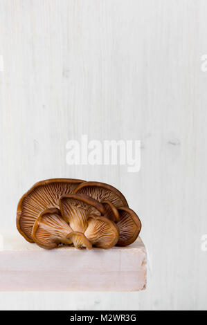 Frische rohe Austern Pilze auf dem weißen Tisch, Licht Zusammensetzung Stockfoto
