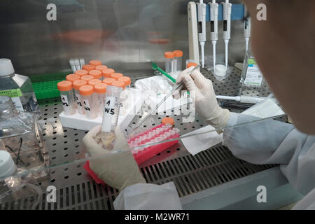Forscher testen Lebensfähigkeit der Zellen in den Labors der Israelischen Biotechnologie Bonus Biogroup Unternehmen, das innovative Technologie gelten Gewebe zu liefern ausgereifte tragfähige Knochentransplantaten in Matam Hi-tech-Park in Haifa, Israel. Bonus Biogroup geht an die Öffentlichkeit mit seinen weltlichen einzigartige Technologie ermöglicht Wachstum von Leben und aktiv die menschliche Gewebe außerhalb des Körpers mit erfolgreichen Ergebnissen der klinischen Studie, in der Patienten erhielt Lab-gewachsen Knochengewebe aus der eigenen fetten Zellen des Patienten und verpflanzen, um ihn zurück in die minimal-invasive Chirurgie über Einspritzung. Stockfoto