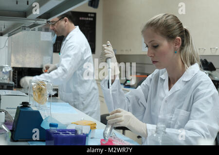 Forscherin Alina Freiman Prüfung der Lebensfähigkeit von Zellen in den Labors der Israelischen Biotechnologie Bonus Biogroup Unternehmen, das innovative Technologie gelten Gewebe zu liefern ausgereifte tragfähige Knochentransplantaten in Matam Hi-tech-Park in Haifa, Israel. Bonus Biogroup geht an die Öffentlichkeit mit seinen weltlichen einzigartige Technologie ermöglicht Wachstum von Leben und aktiv die menschliche Gewebe außerhalb des Körpers mit erfolgreichen Ergebnissen der klinischen Studie, in der Patienten erhielt Lab-gewachsen Knochengewebe aus der eigenen fetten Zellen des Patienten und verpflanzen, um ihn zurück in die minimal-invasive Chirurgie über Einspritzung. Stockfoto