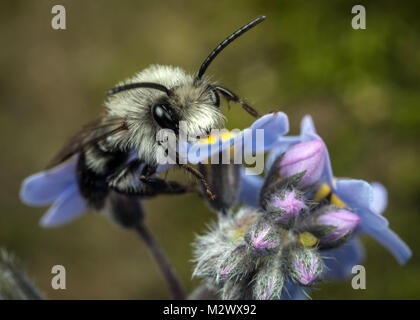 Ein männlicher Ashy Bergbau Biene (Andrena zinerarie) auf einem vergissmeinnicht Blume Stockfoto