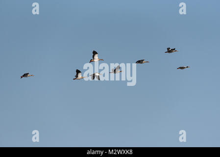 Kleine Herde der Afrikanischen Gänse (Alopochen Aegyptiaca) in den Himmel über dem Sambesi in Sambia Stockfoto