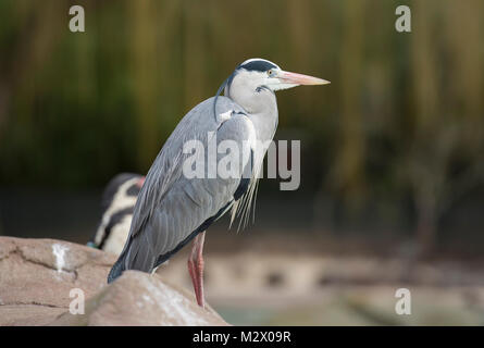 ZSL London Zoo, Regent's Park, London. 7. Feb 2018. Graureiher Besuch der Pinguin Gehäuse für Essensreste während der jährlichen Inventur im Zoo. Stockfoto