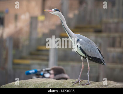 ZSL London Zoo, Regent's Park, London. 7. Feb 2018. Graureiher Besuch der Pinguin Gehäuse für Essensreste während der jährlichen Inventur im Zoo. Stockfoto