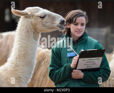 ZSL London Zoo, Regent's Park, London. 7. Feb 2018. Zookeeper bei London Zoo zählt die Lamas bei der jährlichen Inventur. Credit: Malcolm Park/Alamy. Stockfoto