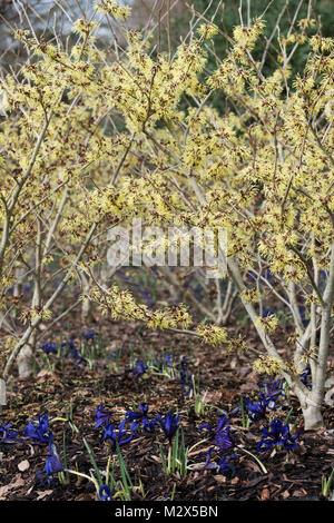 Hamamelis x Intermedia 'Githago'. Zaubernuss 'Githago' Blüte im Winter. RHS Wisley Gardens, Surrey, Großbritannien Stockfoto