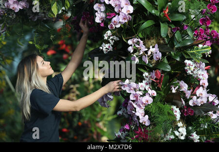 Orchid Specialist trainee Jenny Forgie setzt den letzten Schliff zu Ausstellungen in der Orchideen Festival, eine Feier von Thailand's vibrant pflanzlichen Lebens und der Kultur, in der Prinz von Wales Konservatorium in Kew Gardens, London. Stockfoto