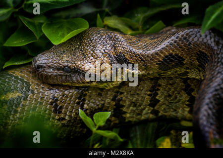 Madagaskar Boa-Acrantophis madagascariensis, die größte Schlange Madagaskars Wälder. Endemische Schlange. Stockfoto