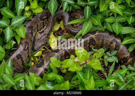 Madagaskar Boa-Acrantophis madagascariensis, die größte Schlange Madagaskars Wälder. Endemische Schlange. Stockfoto