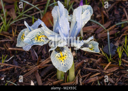 Gelbe throated hellblauen Blumen der Zwerg im Winter blühende Iris, Iris reticulata 'Katherine Hodgkin' Stockfoto