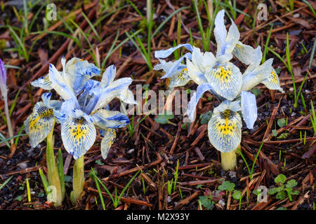 Gelbe throated hellblauen Blumen der Zwerg im Winter blühende Iris, Iris reticulata 'Katherine Hodgkin' Stockfoto