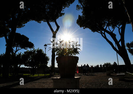 Silhouette von Anlagen in der orange Gärten von Aventin in Rom, Italien Stockfoto