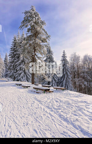 Winter Berglandschaft. Hohe Einsame Pinie wächst auf einem Hügel an der Straße. Uralte Bäume, blauer Himmel und Sonnenschein. Stockfoto