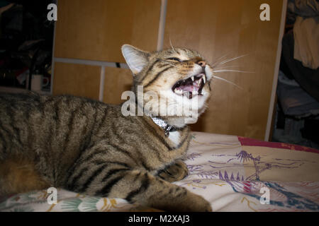 Niesen cat Stockfoto