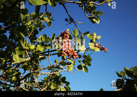 Pistazien wachsen auf dem Baum im August in Pistazie Garten in Velbert. Pistazien auf einem Zweig des Pistazienbaumes. Tageslicht. Close-up. Stockfoto