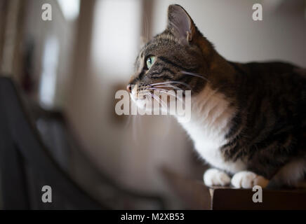 Der Blick auf die Katze blickt ein Fenster Stockfoto