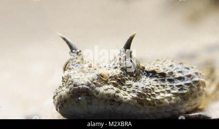 Nahaufnahme, Porträt einer gehörnten desert Viper Stockfoto