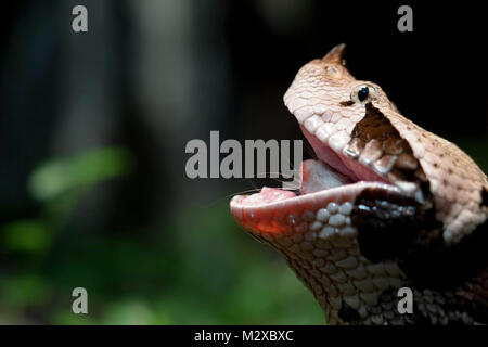 Aus okumen Viper schlucken eine Ratte Stockfoto