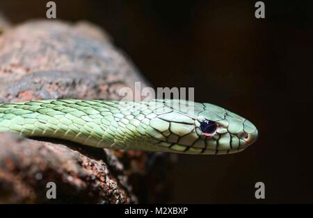 Nahaufnahme Blick auf eine tödliche Grüne Mamba Snake Stockfoto