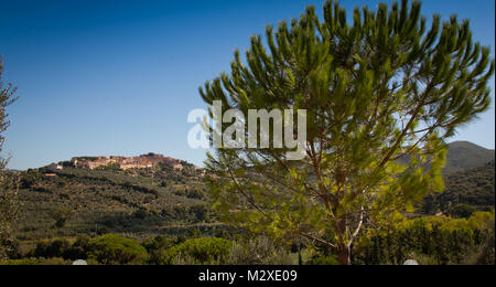 Lage Accattapane, Donoratico - Blick auf die Stadt von der Weinberge, Castagneto Carducci, Toskana Stockfoto