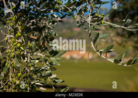 Lage Accattapane, Donoratico - Blick auf die Stadt von der Weinberge, Castagneto Carducci, Toskana Stockfoto