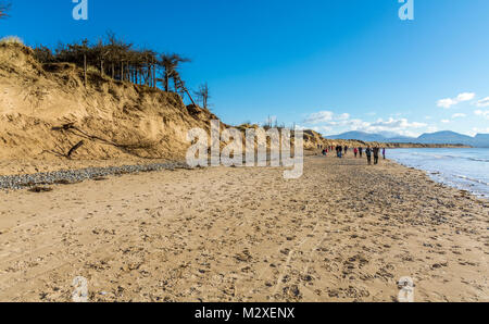 Spaziergänger auf llanddwyn Beach auf Anglesey und Beweise für erhebliche Erosion der Sanddüne System. Stockfoto