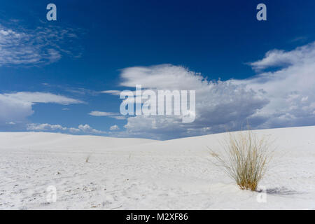 Weißer sand wüste Landschaft mit kleinen Pflanze und Sky Stockfoto