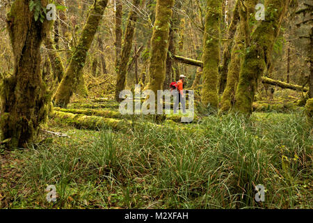 WA 13287-00 ... WASHINGTON - Wanderer gehen durch einen Wald von Moos bedeckt Big Leaf Maple Bäume entlang der Sams River Trail im queets Regenwald Der Olym Stockfoto