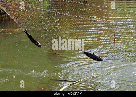 Fische gefangen in fising net Hängen über dem Fluss Stockfoto