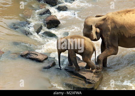 Elefanten auf der Maha Oya Fluß in Sri Lanka, das Teil der Pinnawala Elefanten Waisenhaus. Stockfoto