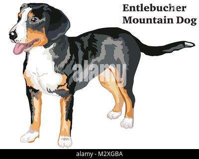 Portrait von ständigen im Profil Entlebucher Sennenhund, Vektor bunte Abbildung auf weißem Hintergrund Stock Vektor