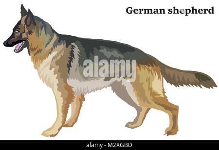 Portrait von ständigen im Profil hund Schäferhund, Vektor bunte Abbildung auf weißem Hintergrund Stock Vektor