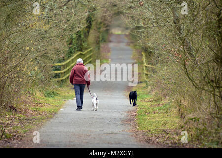 Eine Ältere oder mittlere gealterte Dame oder Frau, die ihre Hunde an einem Feldweg im Winter. zwei Hunde, die mit ihren Master in Land Stockfoto