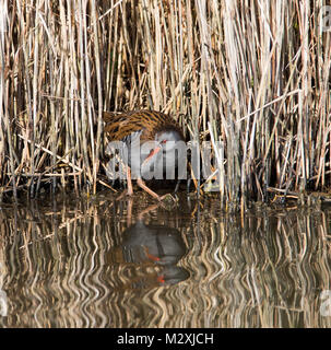 Wasserralle Rallus Aquaticus am Rande eines Schilfrohr im Wasser auf einem Feuchtgebiet in Dorset England wider. Stockfoto