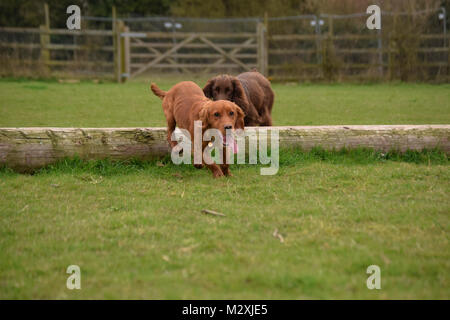 Golden Cocker Spaniel ein Spiel der Fetch auf dem Feld Stockfoto