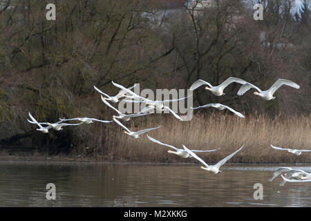 Frankreich, Sauerdelta im Elsass, whopper Schwan im Flug. Stockfoto