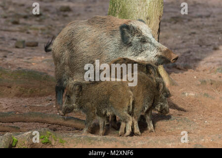 Deutschland, Rheinland-Pfalz, Wildschwein (Sus scrofa) wilde Sau mit jungen Wildschweinen. Stockfoto