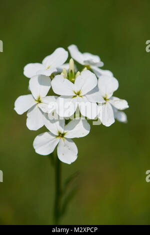 Große bittercress, Cardamine Amara, wilde Wiese, Blüte Stockfoto