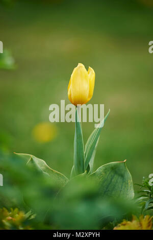 Garten Tulpen, Tulipa gesneriana, Blüten, Nahaufnahme Stockfoto